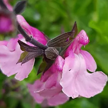 Salvia Cuello Pink